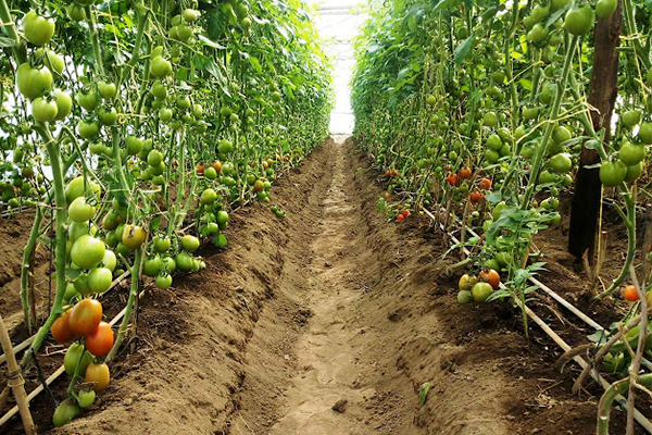 Winning hearts Farms